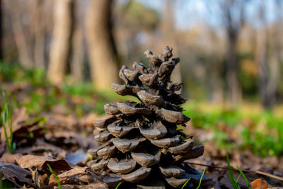 Close-up of mushroom growing on field