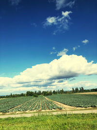 Scenic view of agricultural field against sky