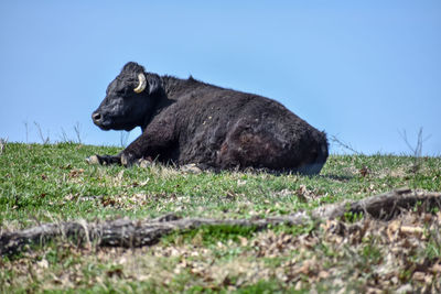 View of a cow on a field