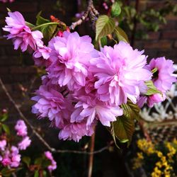 Close-up of pink flowers blooming outdoors