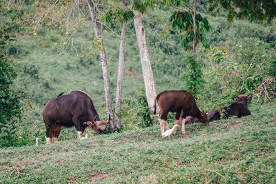 Horses in a field