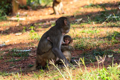 Monkey sitting on a land