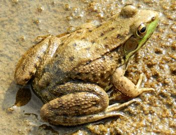 Close-up of frog on sand