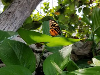 Butterfly on leaf