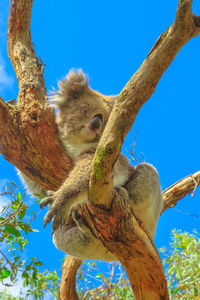 Low angle view of a tree