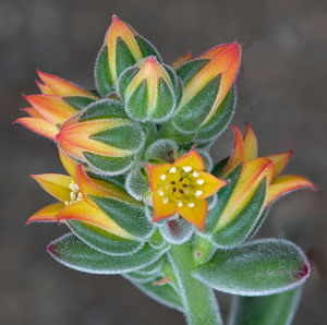 Close-up of orange flowering plant