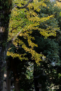 Low angle view of yellow flowering trees in forest