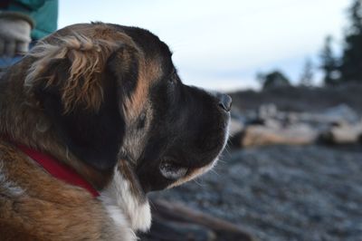 Close-up of dog against sky