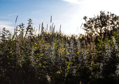 Close-up of plants growing on field against sky