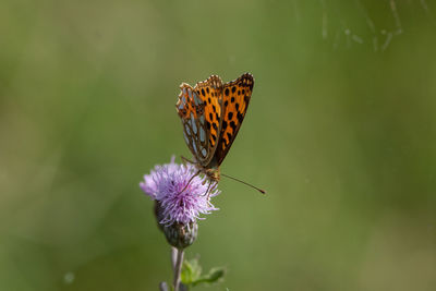 Close-up of butterfly pollinating on purple flower