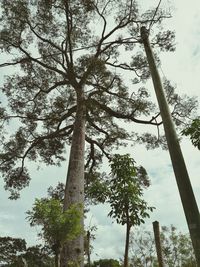 Low angle view of tree against sky