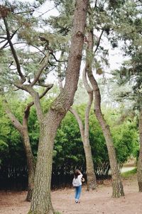 Rear view of woman standing by tree trunk