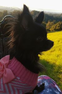 Close-up of dog sitting outdoors