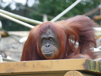 Close-up of a monkey