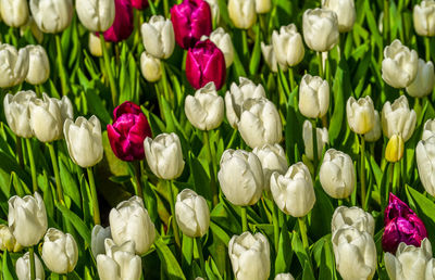 Close-up of white tulips