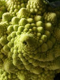 Full frame shot of green vegetable