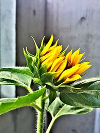 Close-up of yellow flowers