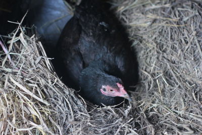 High angle view of bird in nest