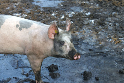 Portrait of pig in mud