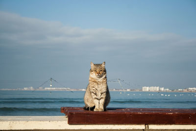 Big powerful beautiful gray cat sitting on the bench. in the background is the sea