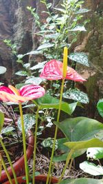 Close-up of pink flowering plants