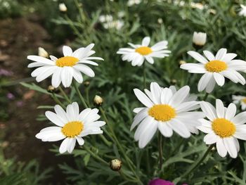 Close-up of white daisy flowers