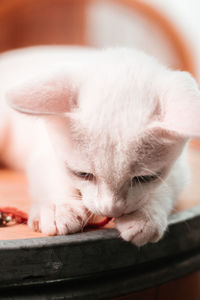 Close-up of cat sleeping