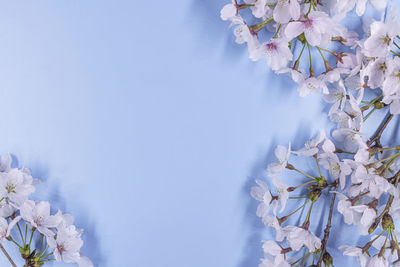 Low angle view of cherry blossoms against sky