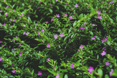 Close-up of pink flowering plants