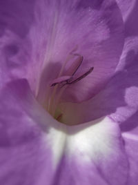 Macro shot of purple flowering plant