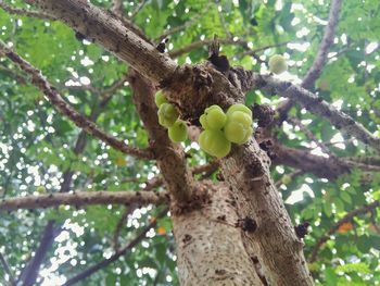 Low angle view of lizard on tree