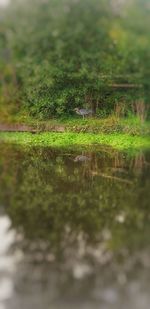 Scenic view of lake in forest