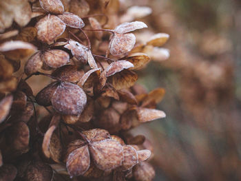 Close-up of wilted plant with dry leaves