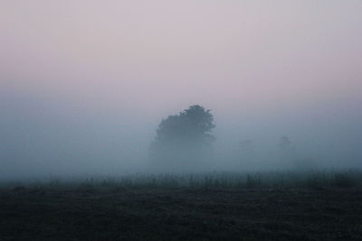 Trees on landscape in foggy weather