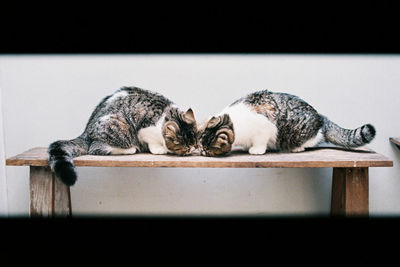 Cat sleeping on table