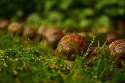 Close-up of snail on grass