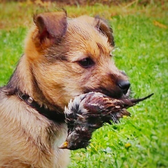 DOG IN GRASS