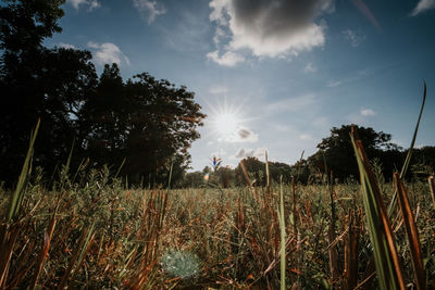 Trees on field against bright sun