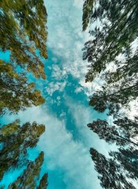 Low angle view of trees against sky