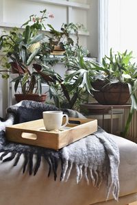 Close-up of potted plant on table at home