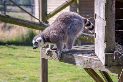 Side view of an animal against fence at zoo