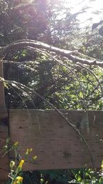 Plants growing in backyard