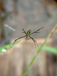 Close-up of spider