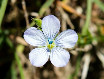 Close-up of white flower blooming outdoors