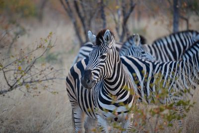 Zebras standing in a field