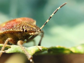 Close-up of insect on plant