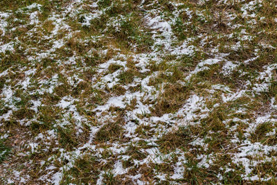 High angle view of snow covered trees on field