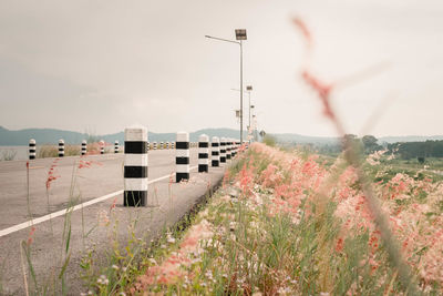 Scenic view of flowering plants against sky