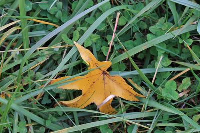 High angle view of maple leaf on grass