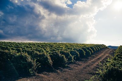 Scenic view of agricultural field against sky